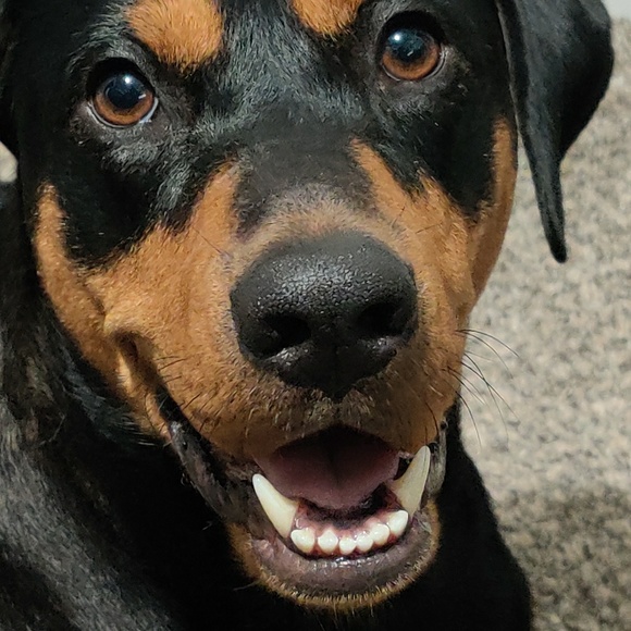 The best things in life are rescued dog cat shirt - Picture 4 of 7